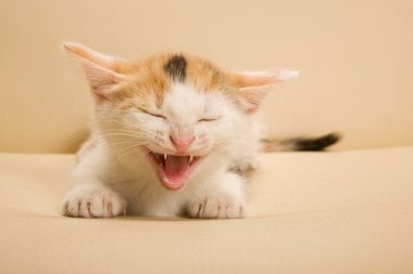 Yavru kedi