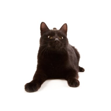 siyah kedi