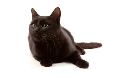 siyah kedi