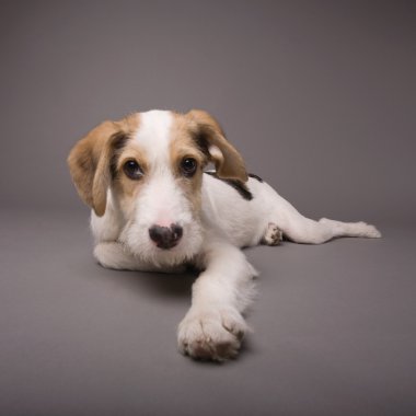 Köpek.