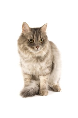 Şirin kedi.