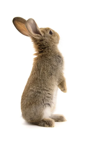 Conejo adorable aislado en blanco — Foto de Stock