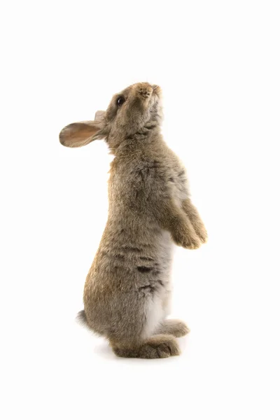 Entzückendes Kaninchen isoliert auf weiß — Stockfoto