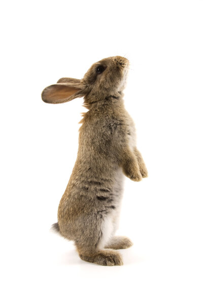 Adorable rabbit isolated on white