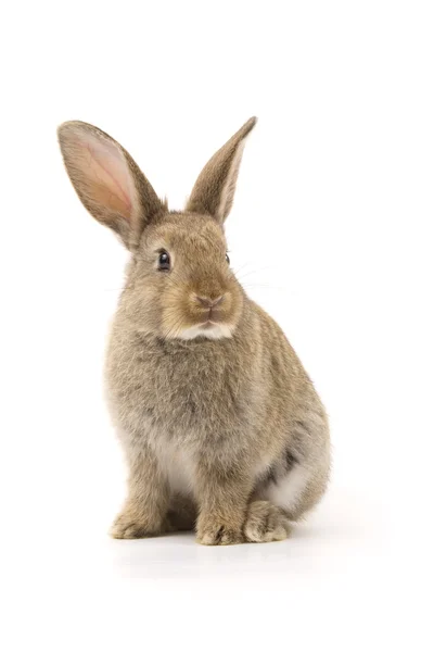 Conejo adorable aislado en blanco — Foto de Stock