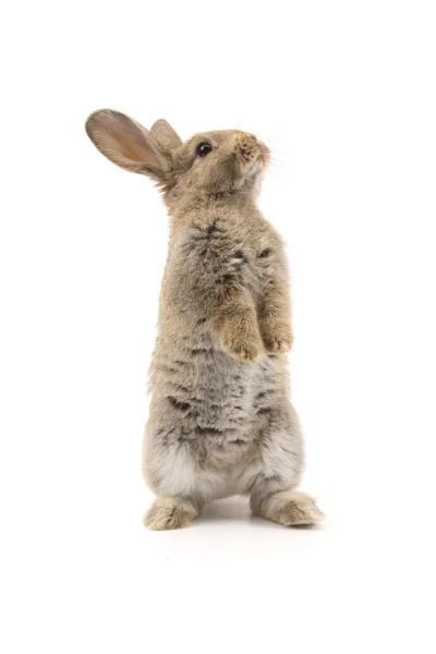 Adorable rabbit isolated on white — Stock Photo, Image