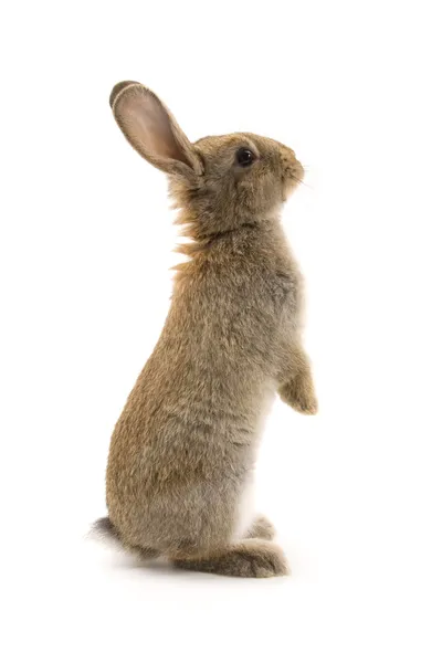 Conejo adorable aislado en blanco — Foto de Stock