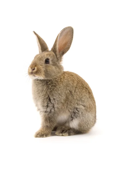 Conejo adorable aislado en blanco — Foto de Stock