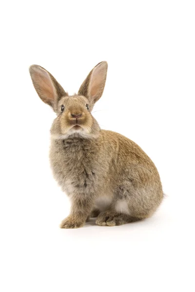 Sevimli tavşan üzerinde beyaz izole — Stok fotoğraf