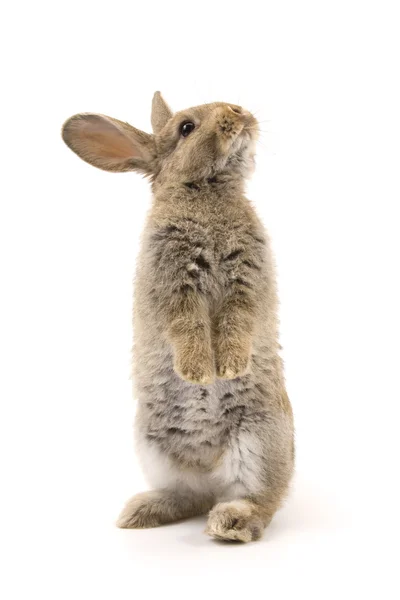 Чарівний кролик ізольований на білому — стокове фото