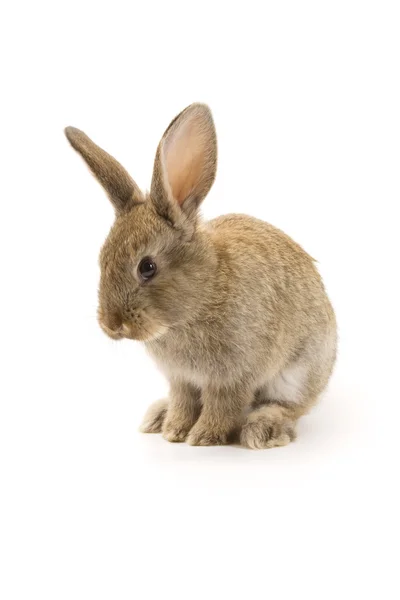 Adorable rabbit isolated on white — Stock Photo, Image