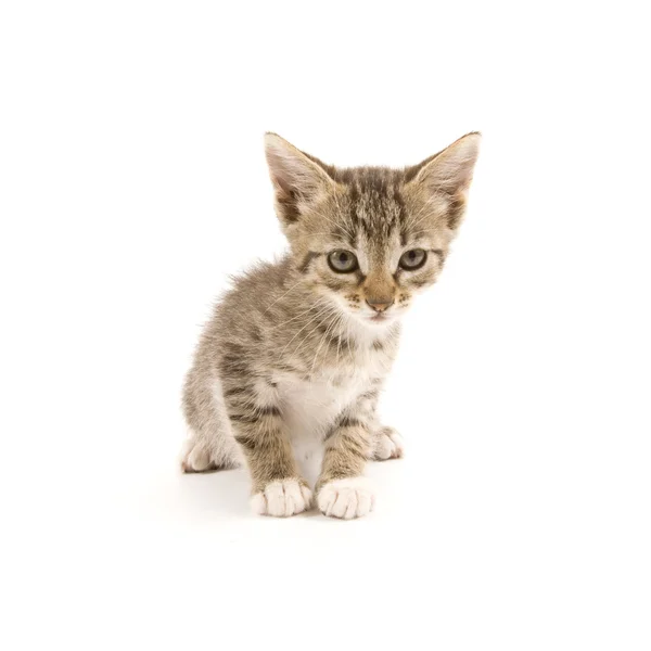 Kitten — Stock Photo, Image