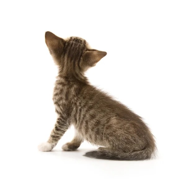 Kitten — Stock Photo, Image