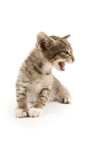 Kitten — Stock Photo, Image