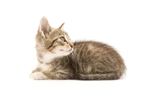 Kitten — Stock Photo, Image