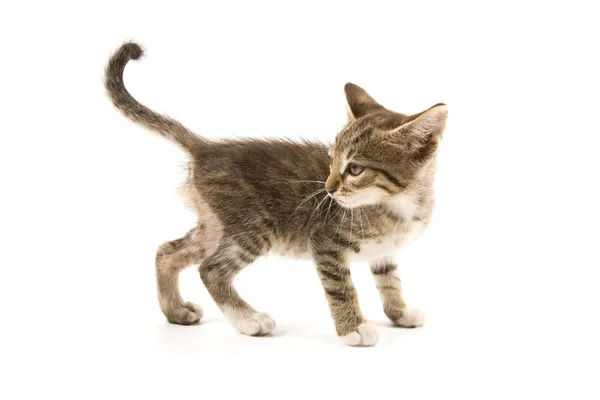 Kitten — Stock Photo, Image