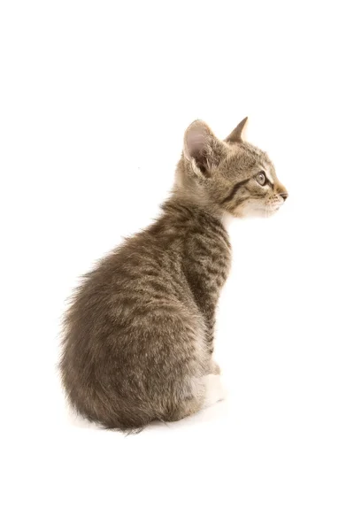 Kitten — Stock Photo, Image