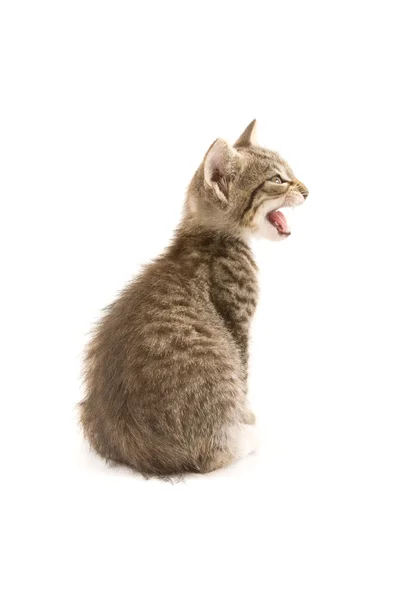 Kitten — Stock Photo, Image