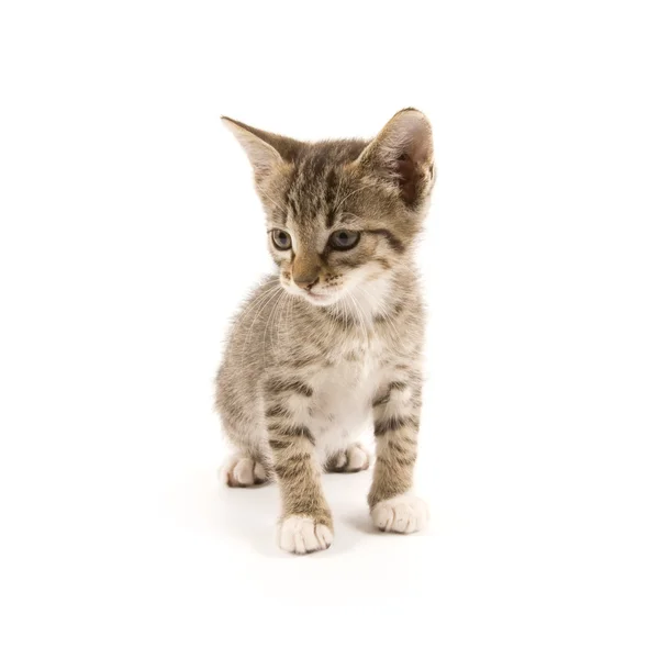 Kitten — Stock Photo, Image