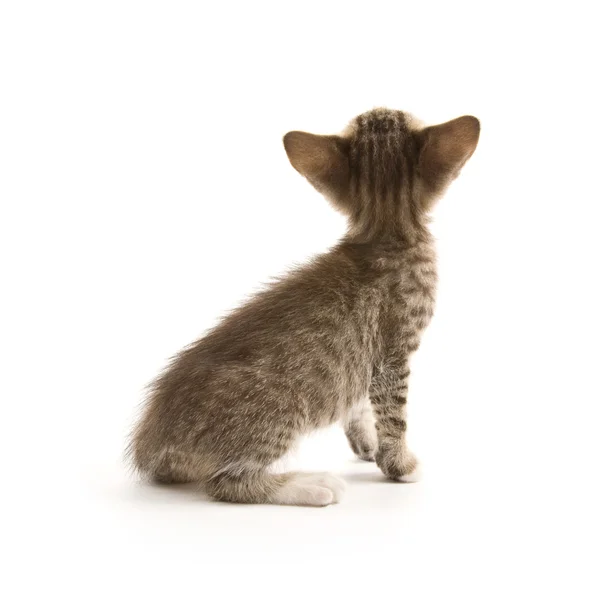 Kitten — Stock Photo, Image