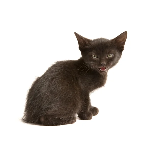 Kitten — Stock Photo, Image