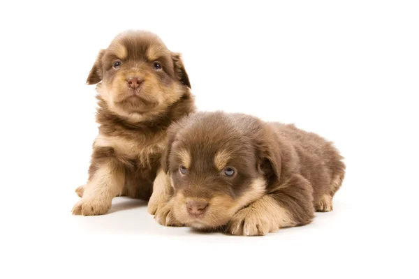 Puppies — Stock Photo, Image