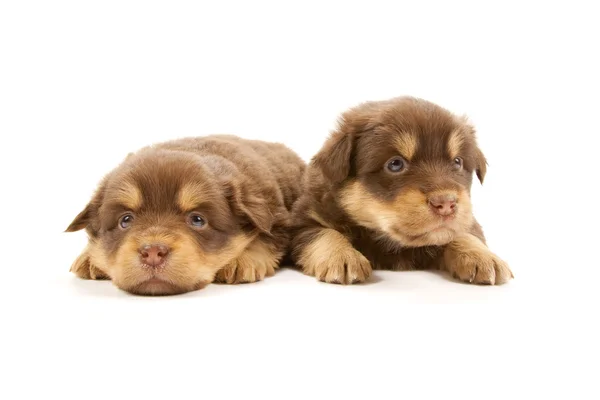 Puppies — Stock Photo, Image