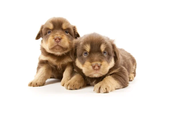 Puppies — Stock Photo, Image