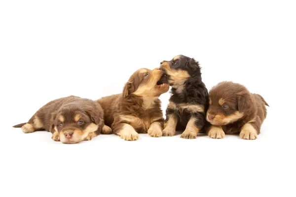 Puppies — Stock Photo, Image