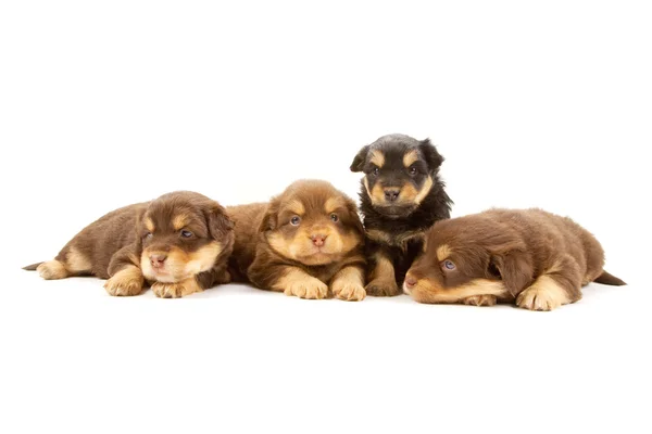 Puppies — Stock Photo, Image