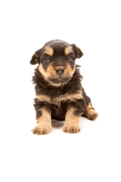 Puppy — Stockfoto