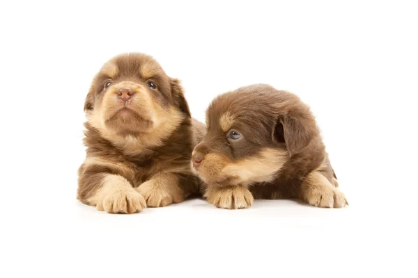 Puppies — Stock Photo, Image