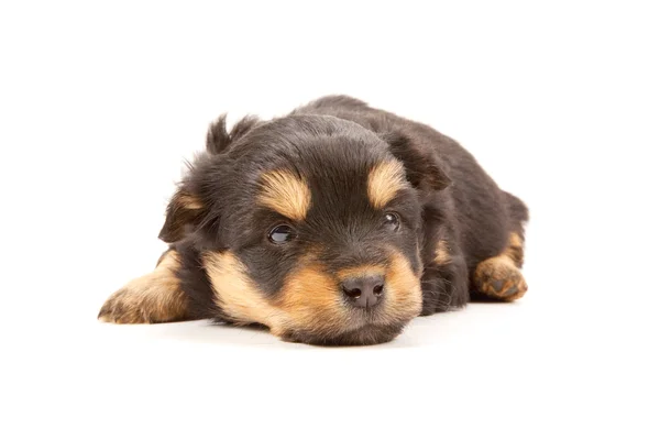 Puppy — Stockfoto