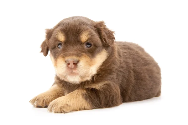 Puppy — Stock Photo, Image