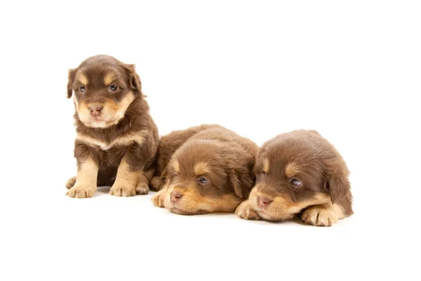 Filhotes de cachorro — Fotografia de Stock