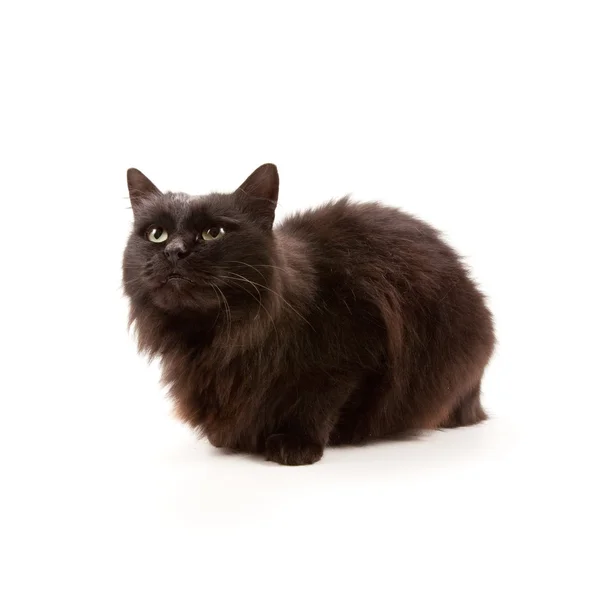 Black cat — Stock Photo, Image