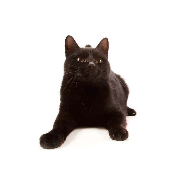 Black cat — Stock Photo, Image