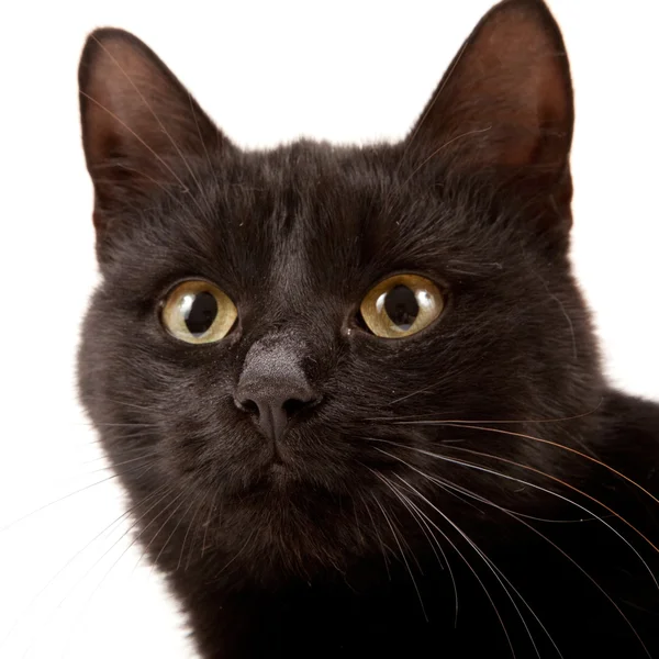 Black cat — Stock Photo, Image