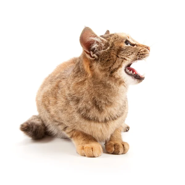 愤怒的猫 — 图库照片