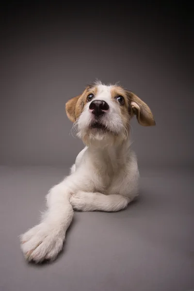 Hund — Stockfoto