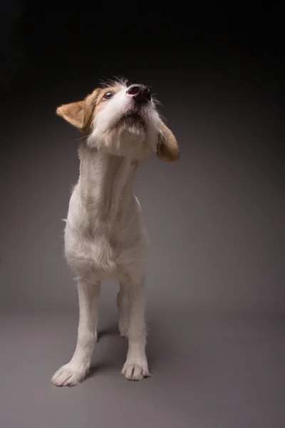 Köpek. — Stok fotoğraf