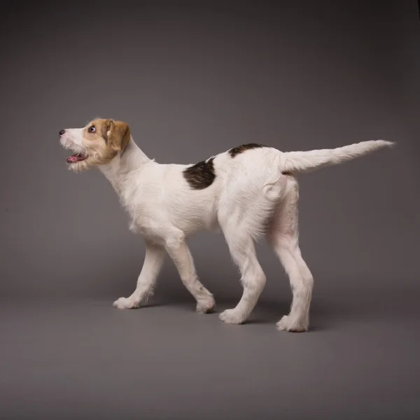 Собака — стокове фото