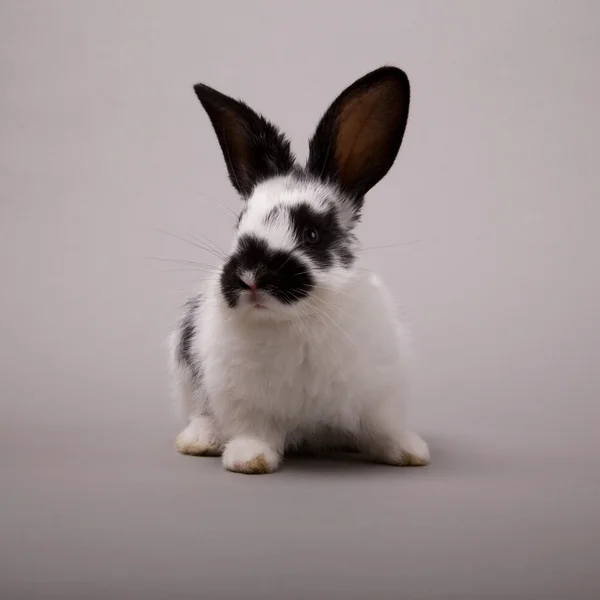 Kaninchen — Stockfoto