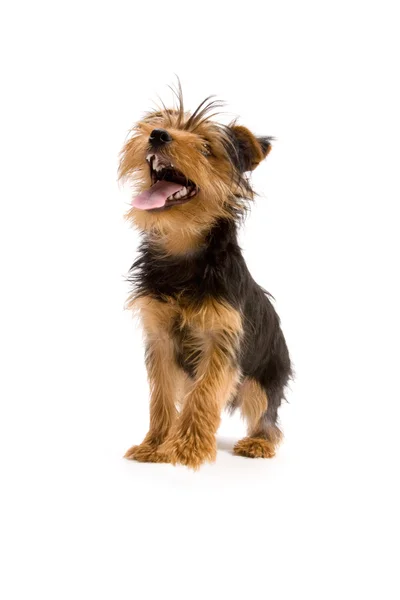 Yorkshire Terrier — Stockfoto