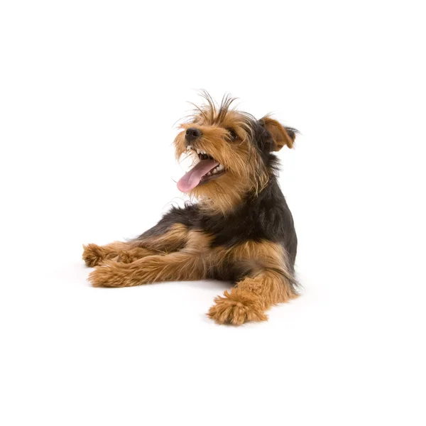 Yorkshire terrier —  Fotos de Stock