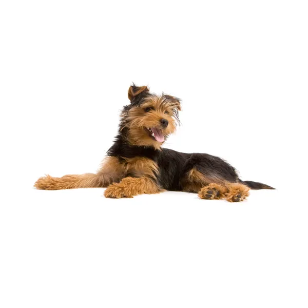 Yorkshire terrier — Zdjęcie stockowe