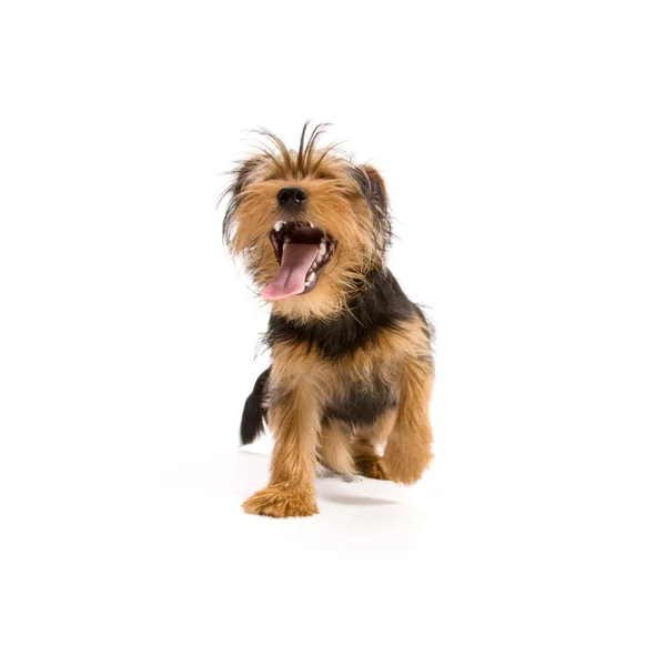 Yorkshire terrier — Foto Stock