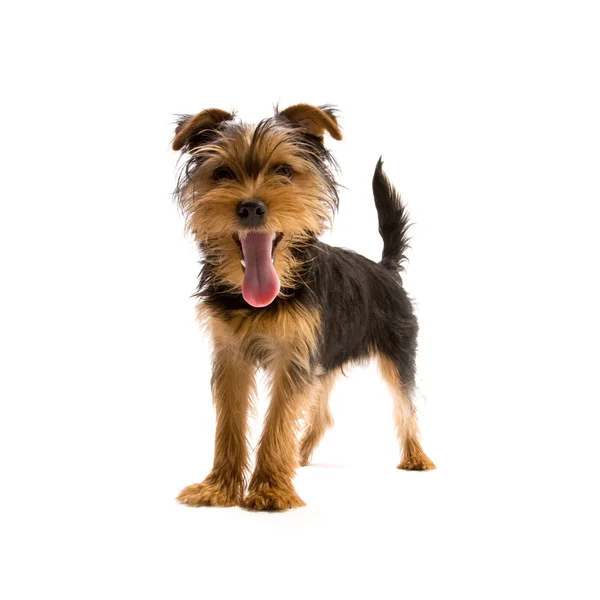 Yorkshire terrier — Zdjęcie stockowe