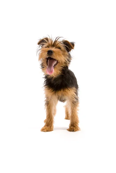 Yorkshire terrier — Zdjęcie stockowe