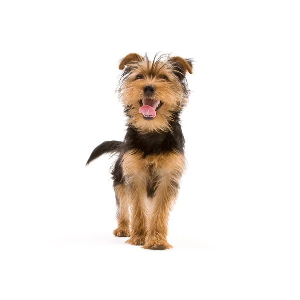 Yorkshire terrier — Zdjęcie stockowe